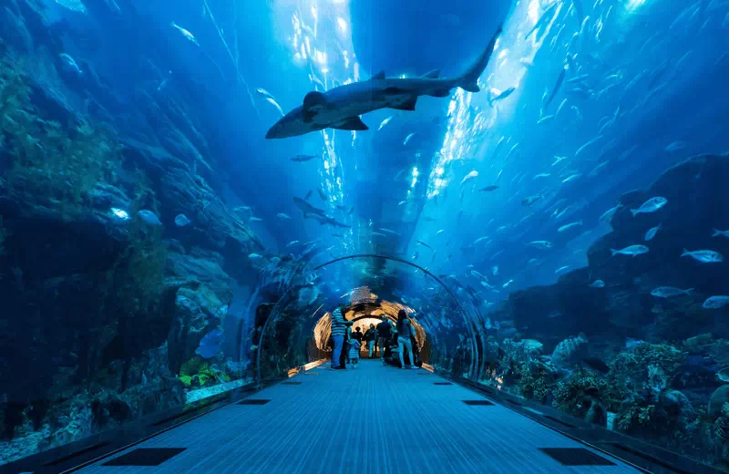 Dubai Aquarium and Underwater Zoo