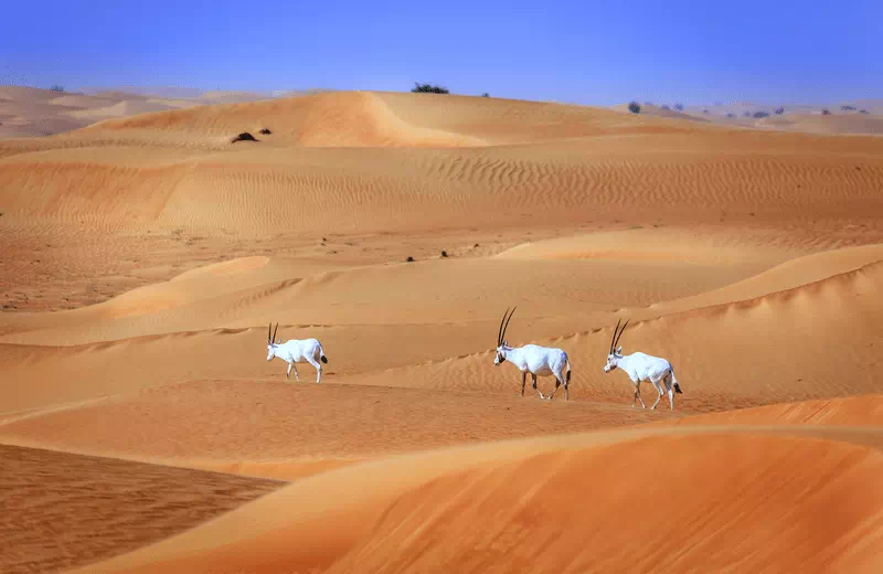 Dubai Desert Conservation Reserve