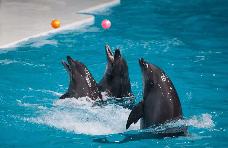 Dubai Dolphinarium