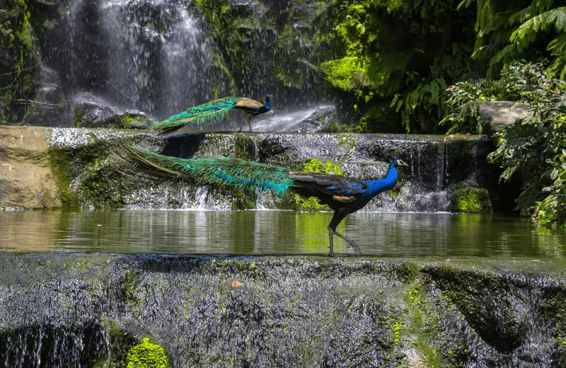 Kuala Lumpur Bird Park