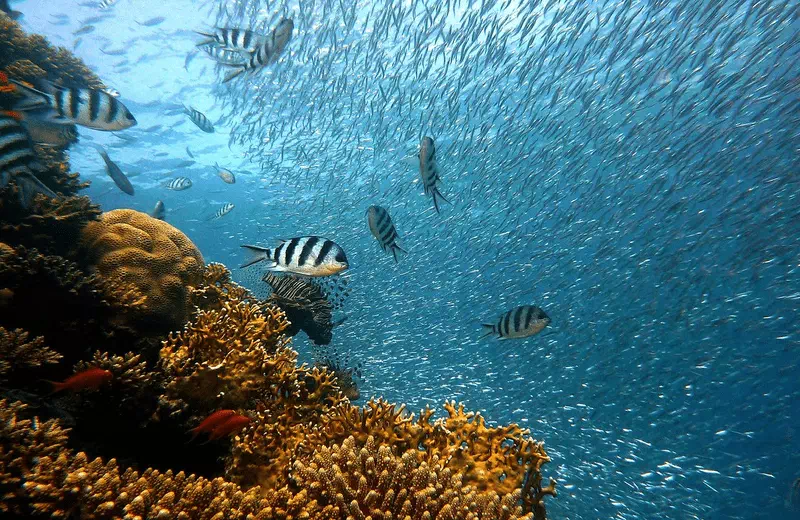 perhentian islands diving